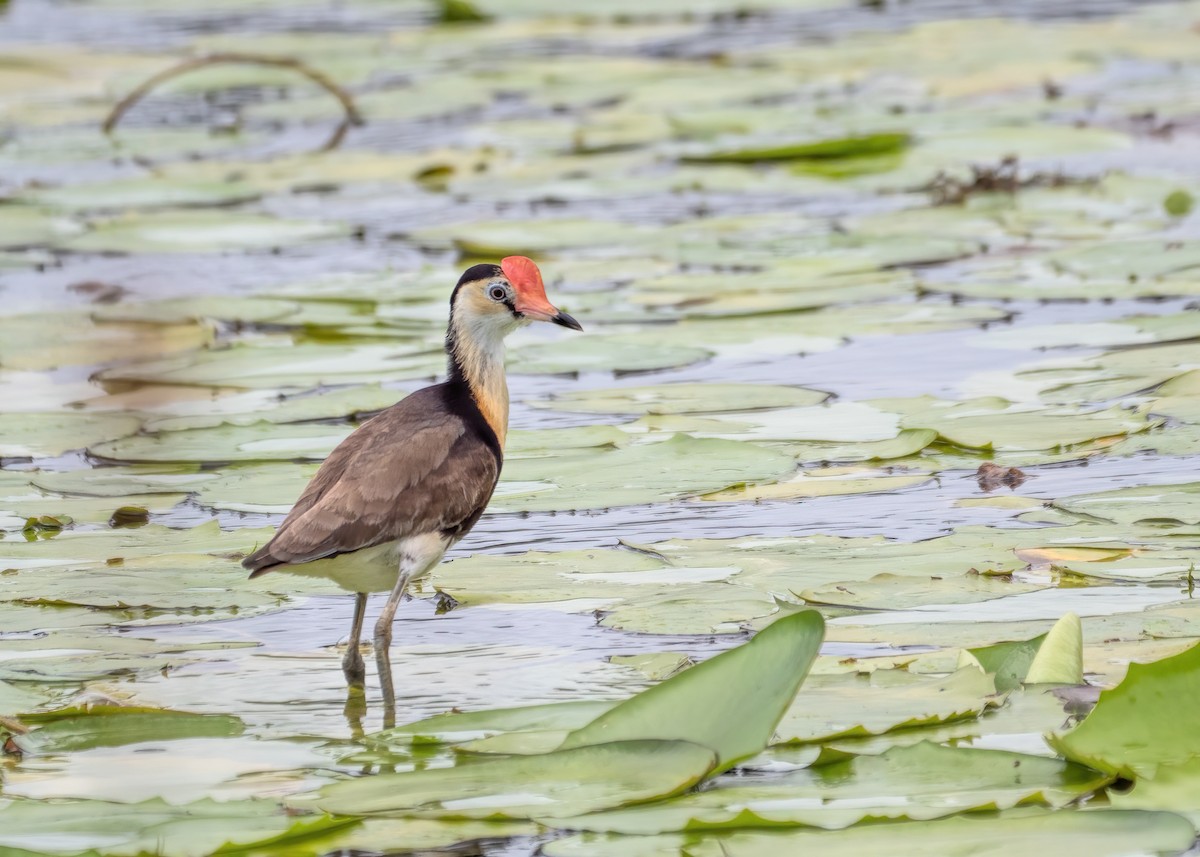 Jacana Crestada - ML291735451