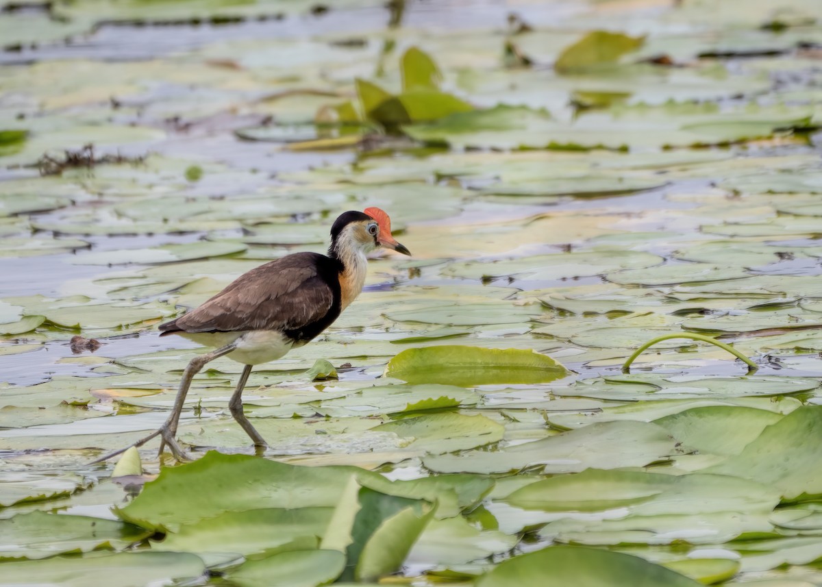 Jacana Crestada - ML291735461