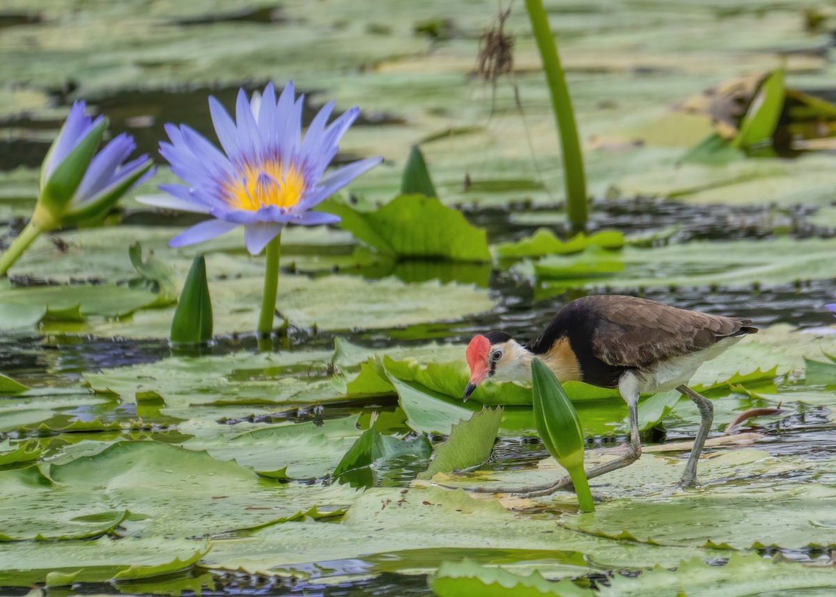 Jacana Crestada - ML291735471
