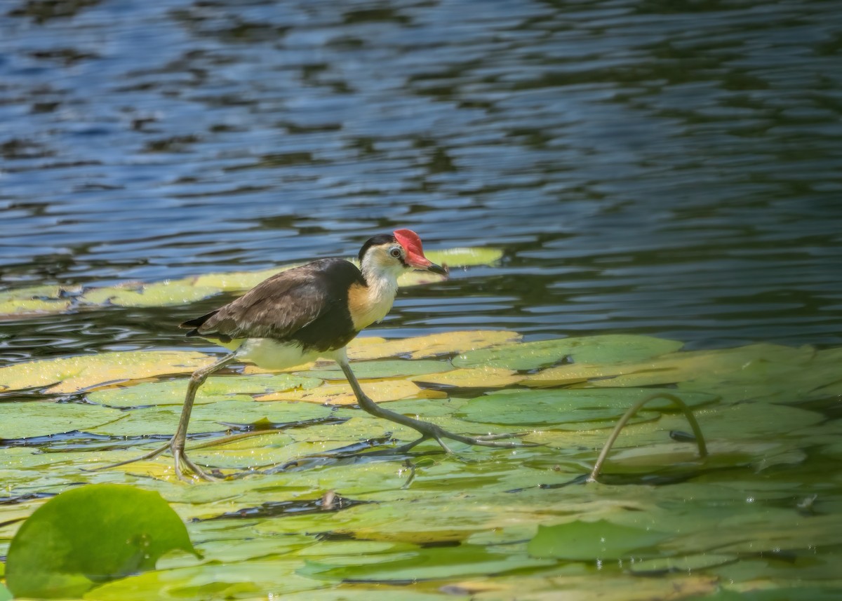 Jacana Crestada - ML291735491