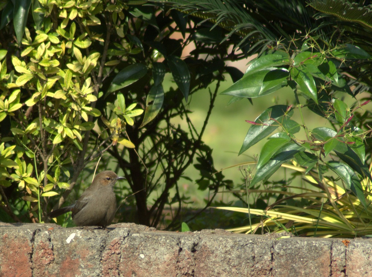 Indian Robin - ML291736421