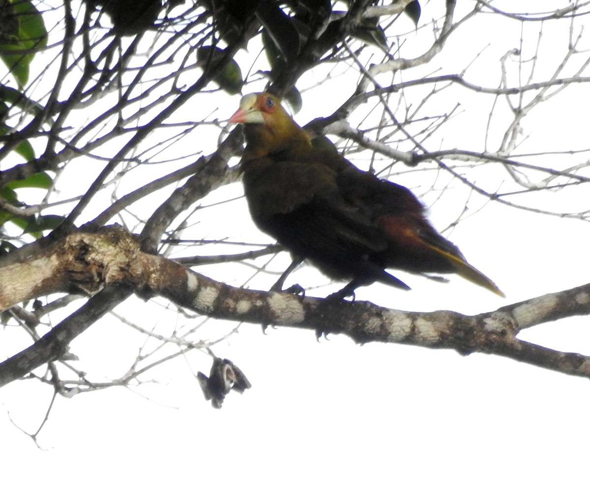 Green Oropendola - ML291739881