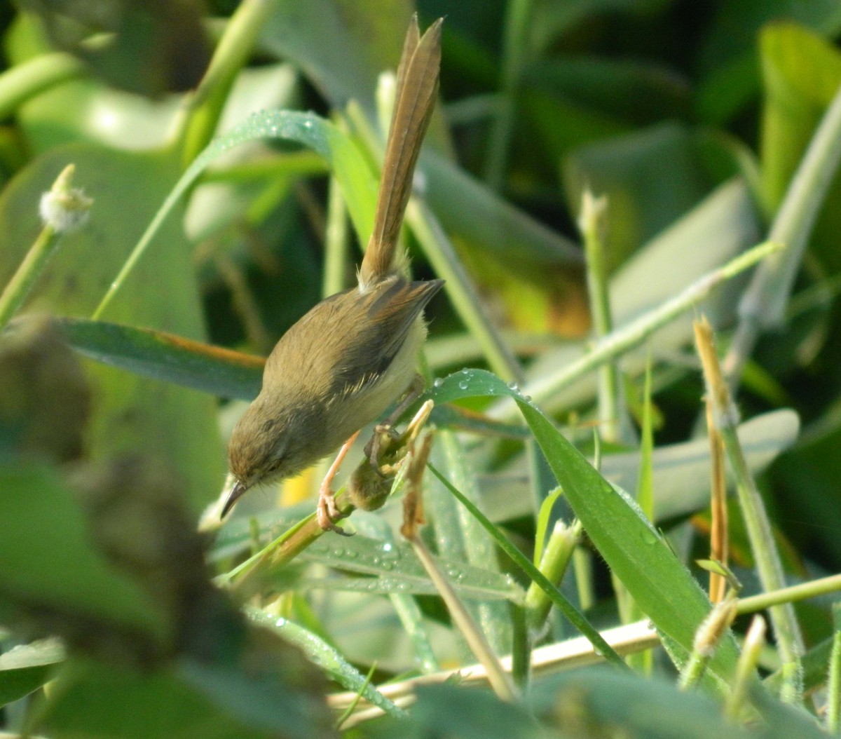 Plain Prinia - ML291740461