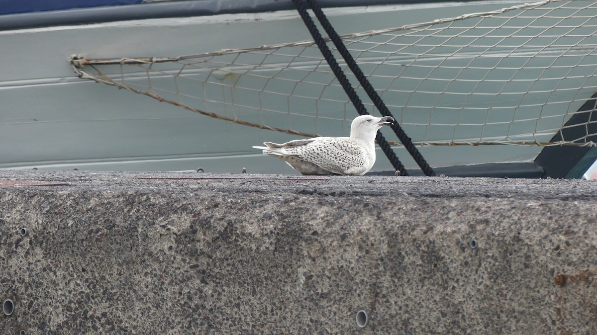 Great Black-backed x Glaucous Gull (hybrid) - ML291741671