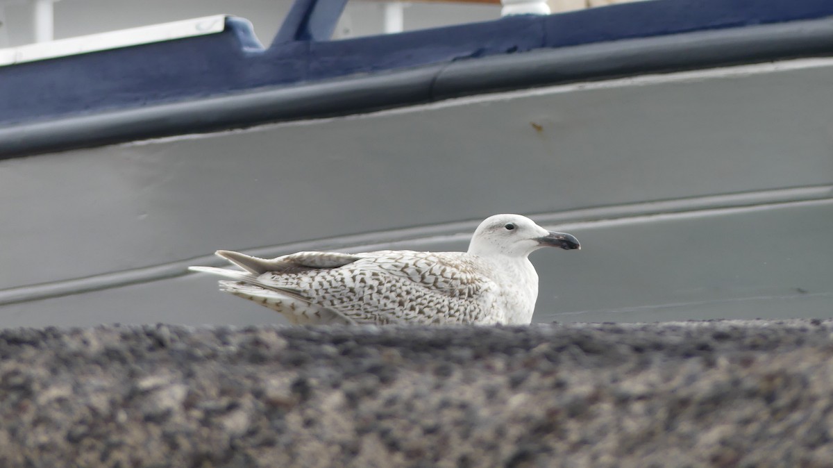 Great Black-backed x Glaucous Gull (hybrid) - ML291741731