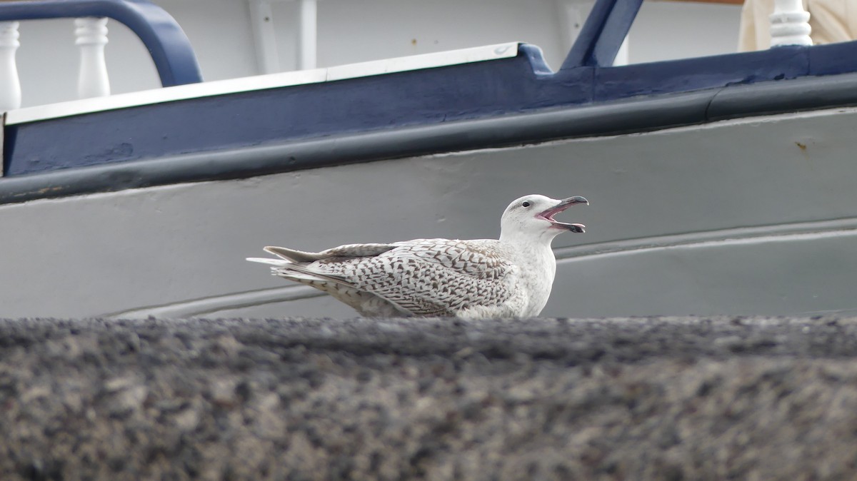 Great Black-backed x Glaucous Gull (hybrid) - ML291741741