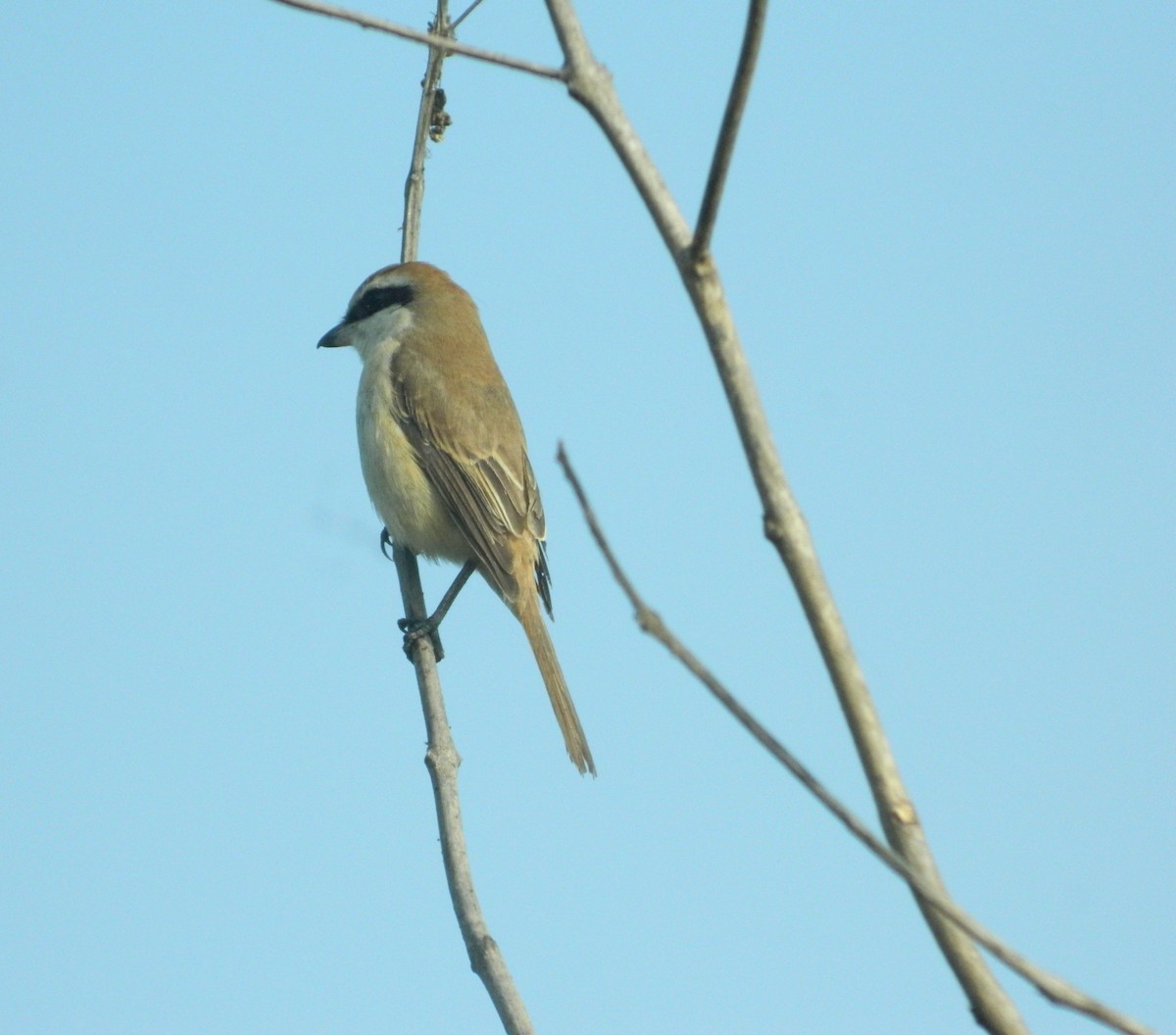 חנקן חום - ML291742321