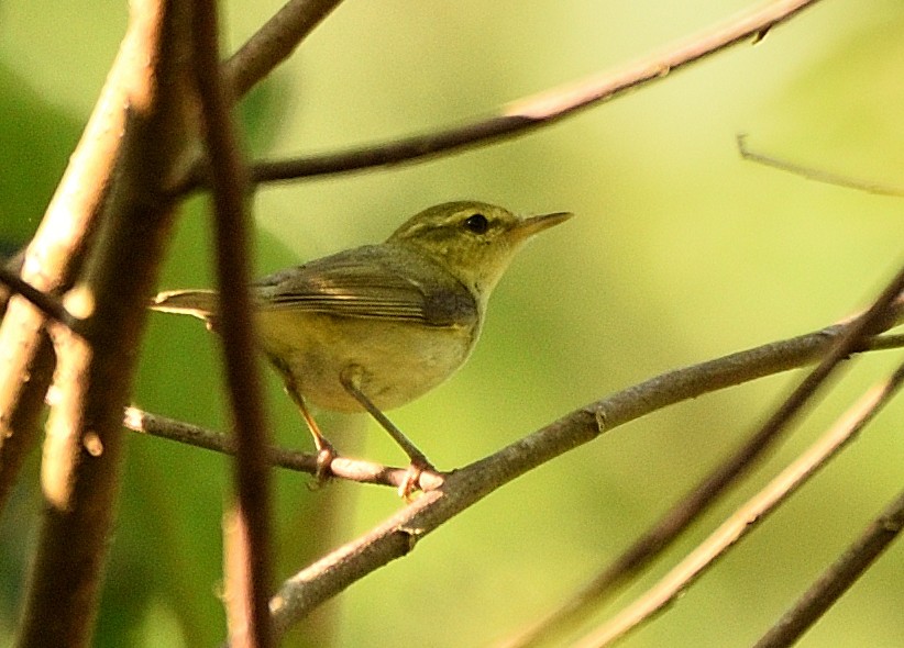 Green Warbler - ML291742651