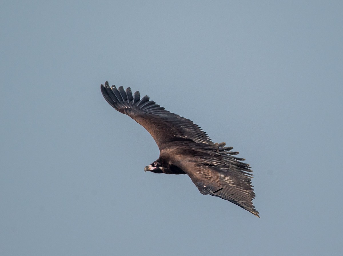 Cinereous Vulture - Kai Pflug