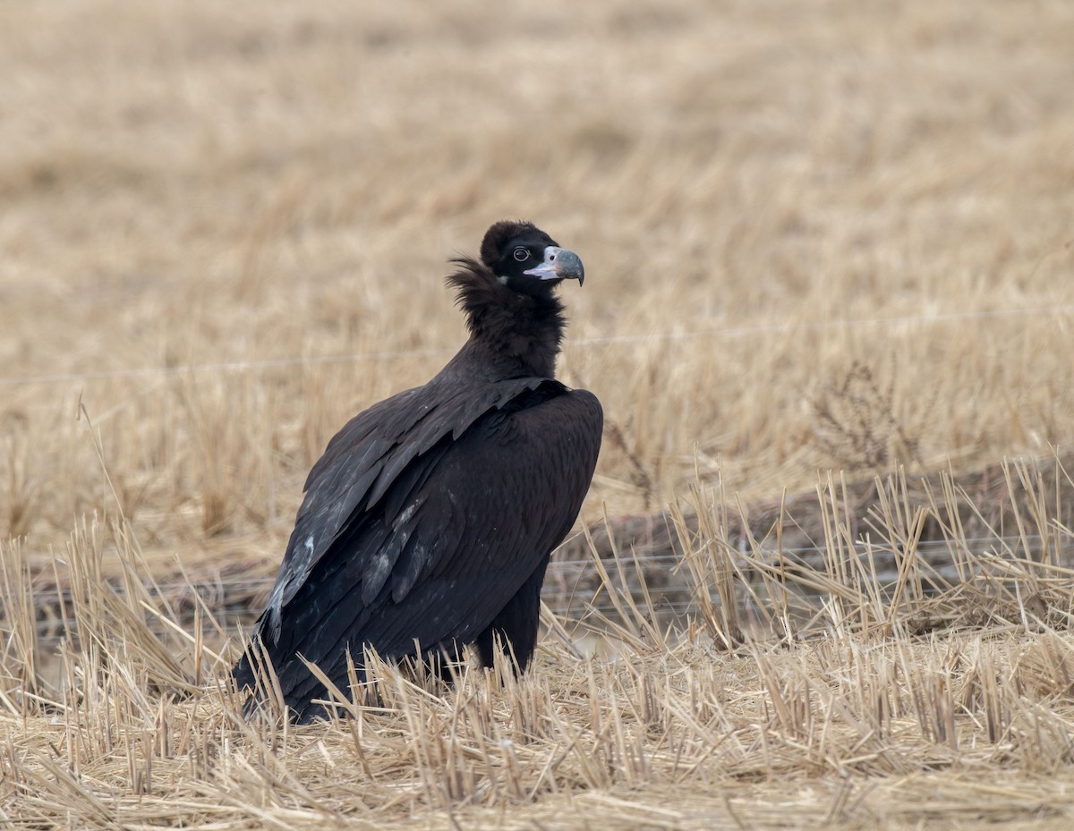 Cinereous Vulture - Kai Pflug
