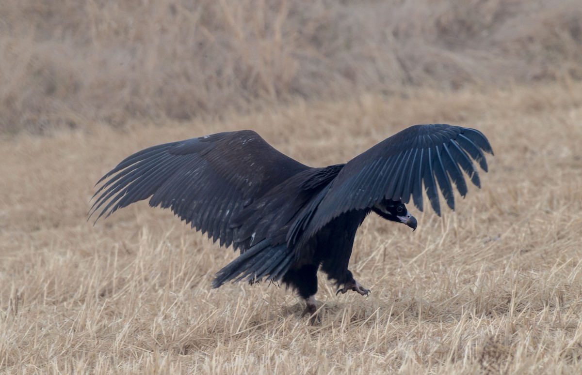 Cinereous Vulture - Kai Pflug