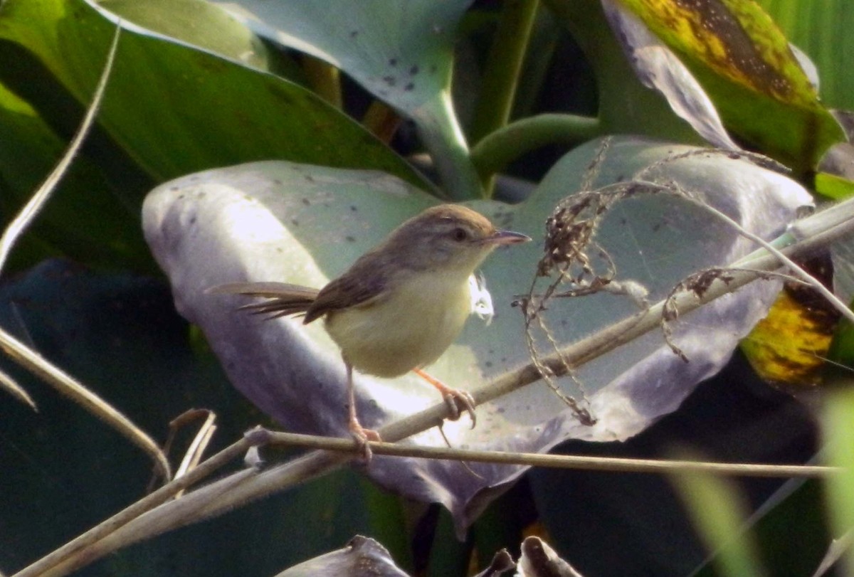 Plain Prinia - ML291744171