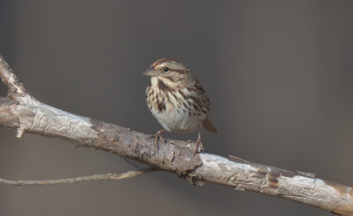 Song Sparrow - ML291744761