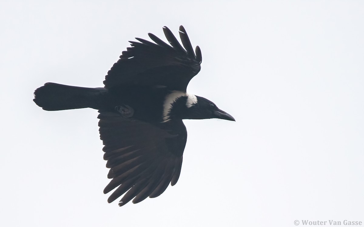 Collared Crow - ML291744911