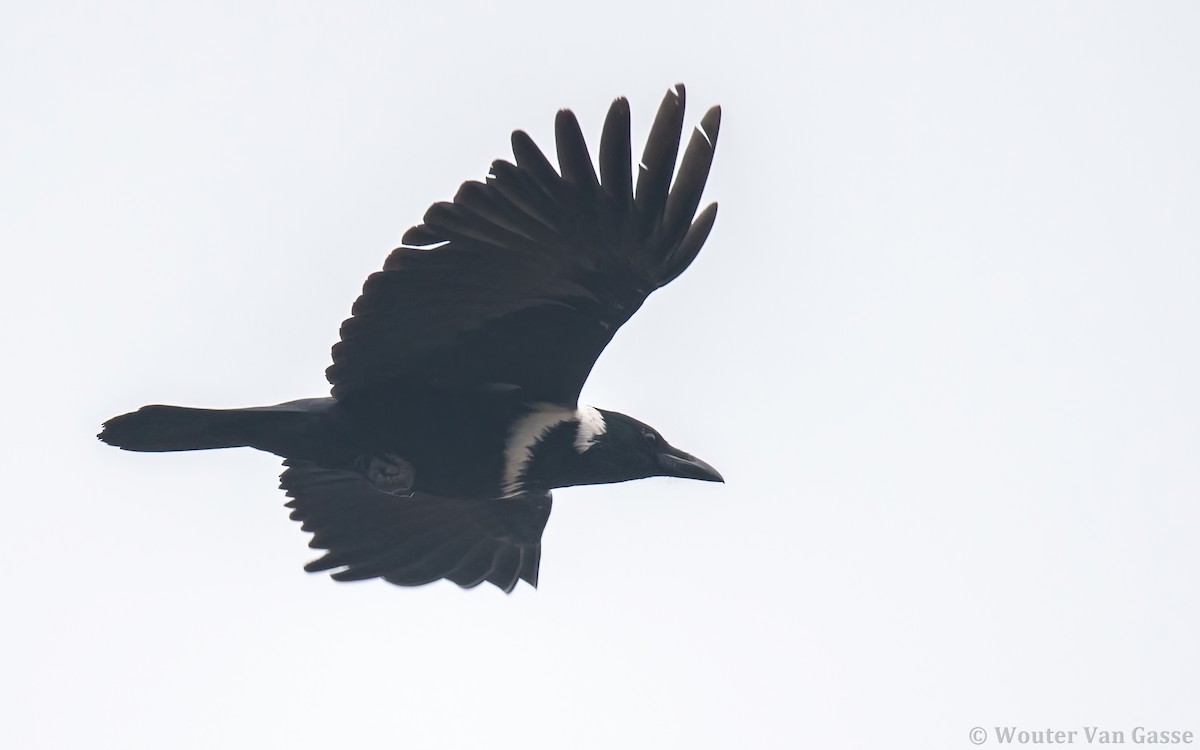 Collared Crow - ML291745001