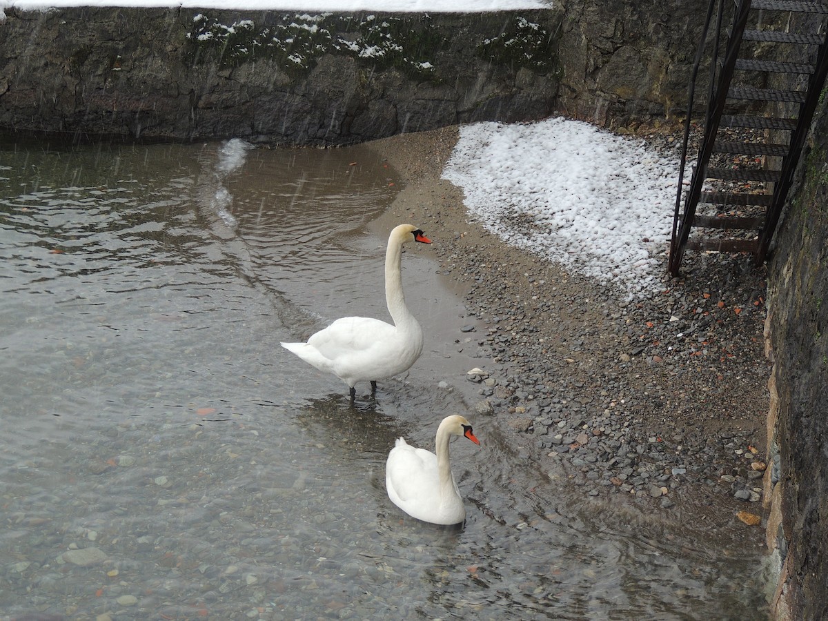 Mute Swan - ML291745141