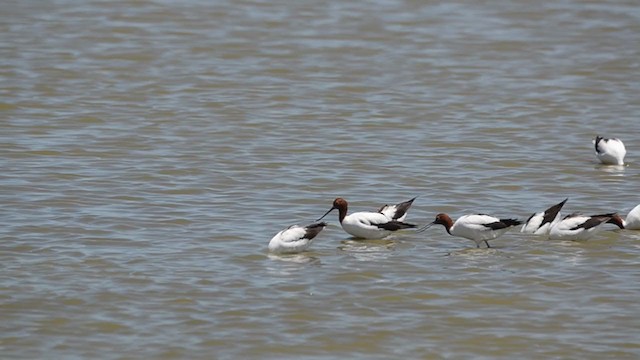 Avoceta Australiana - ML291745201