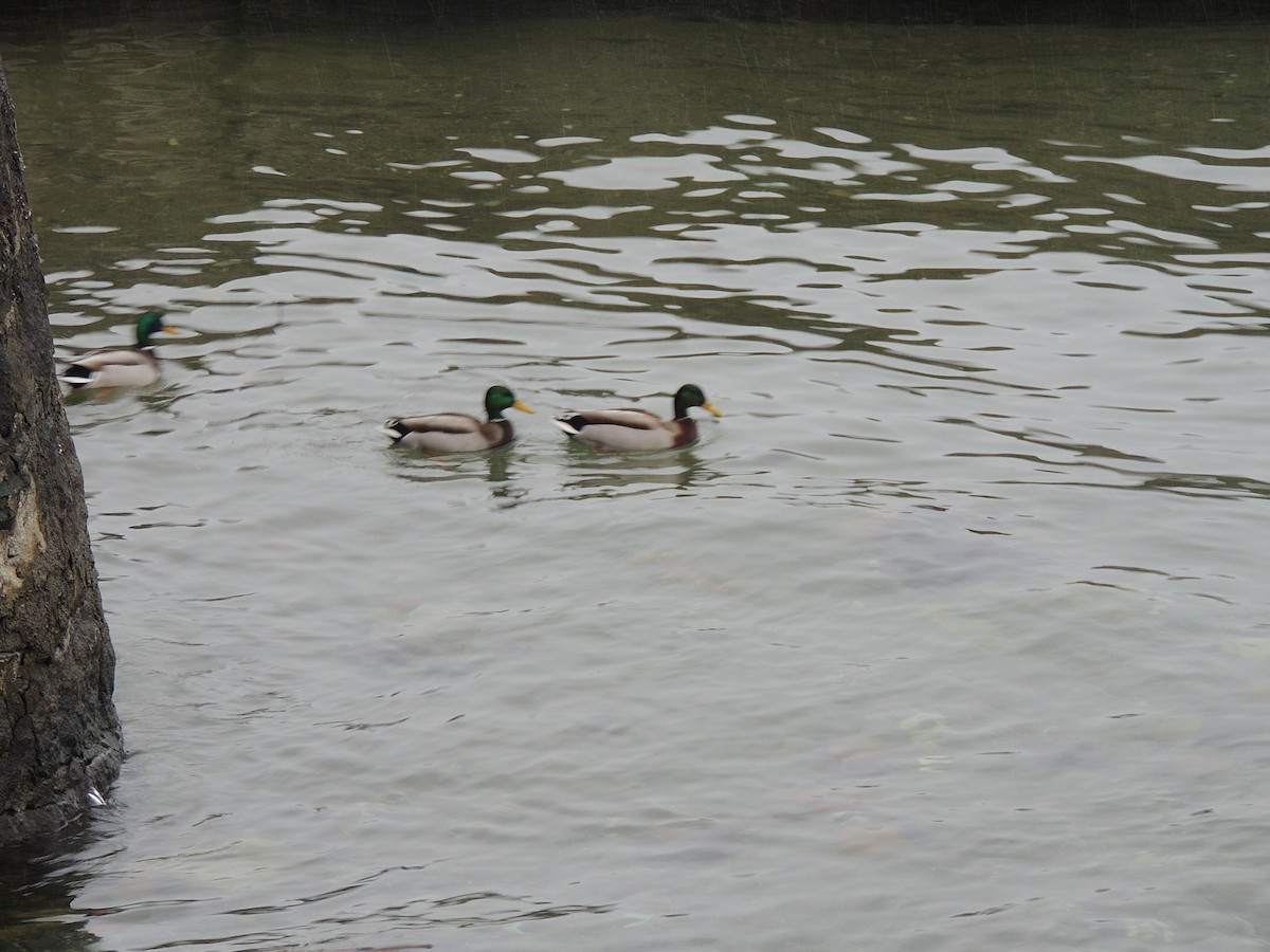 Mallard - ML291745311