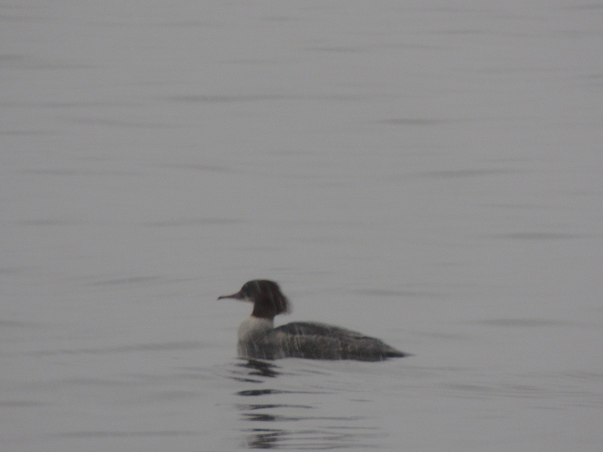 Common Merganser - ML291745441