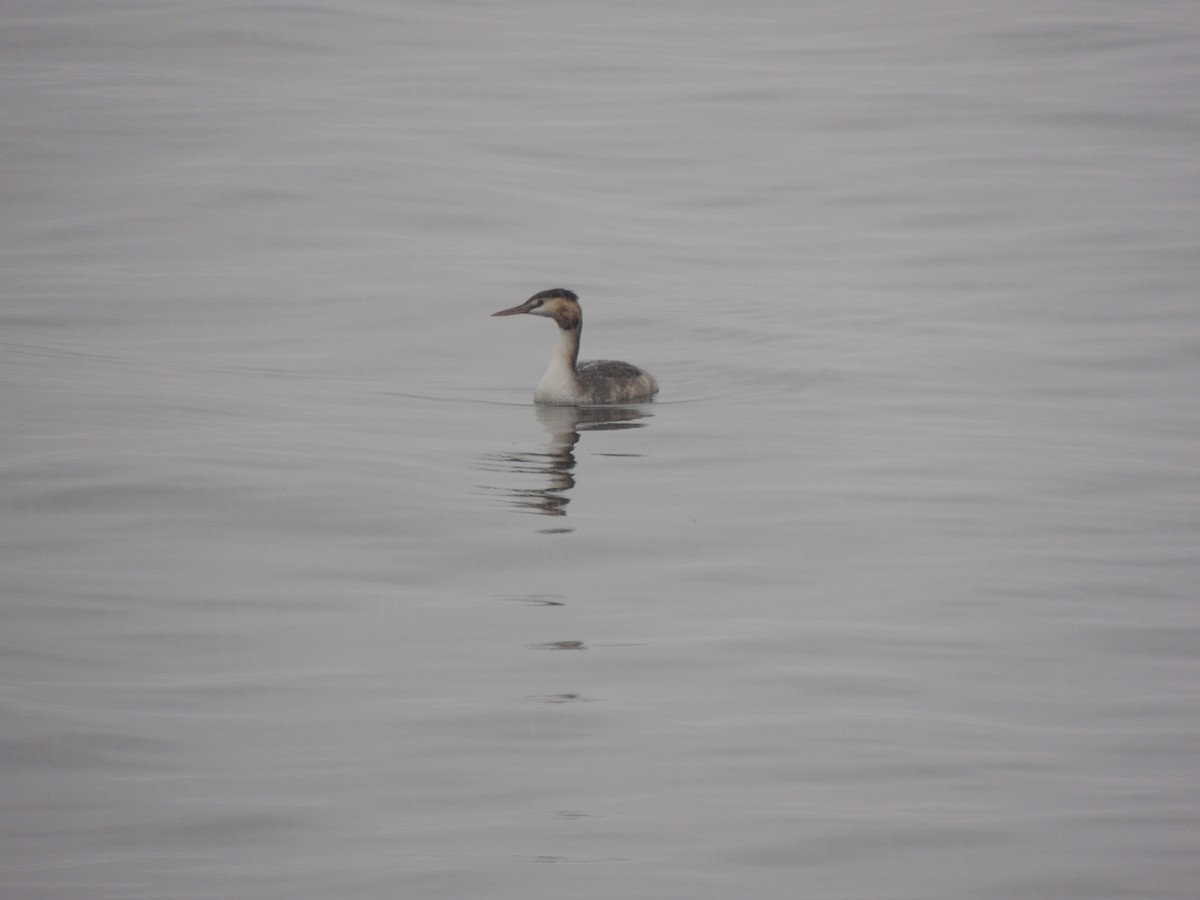 Great Crested Grebe - ML291745671
