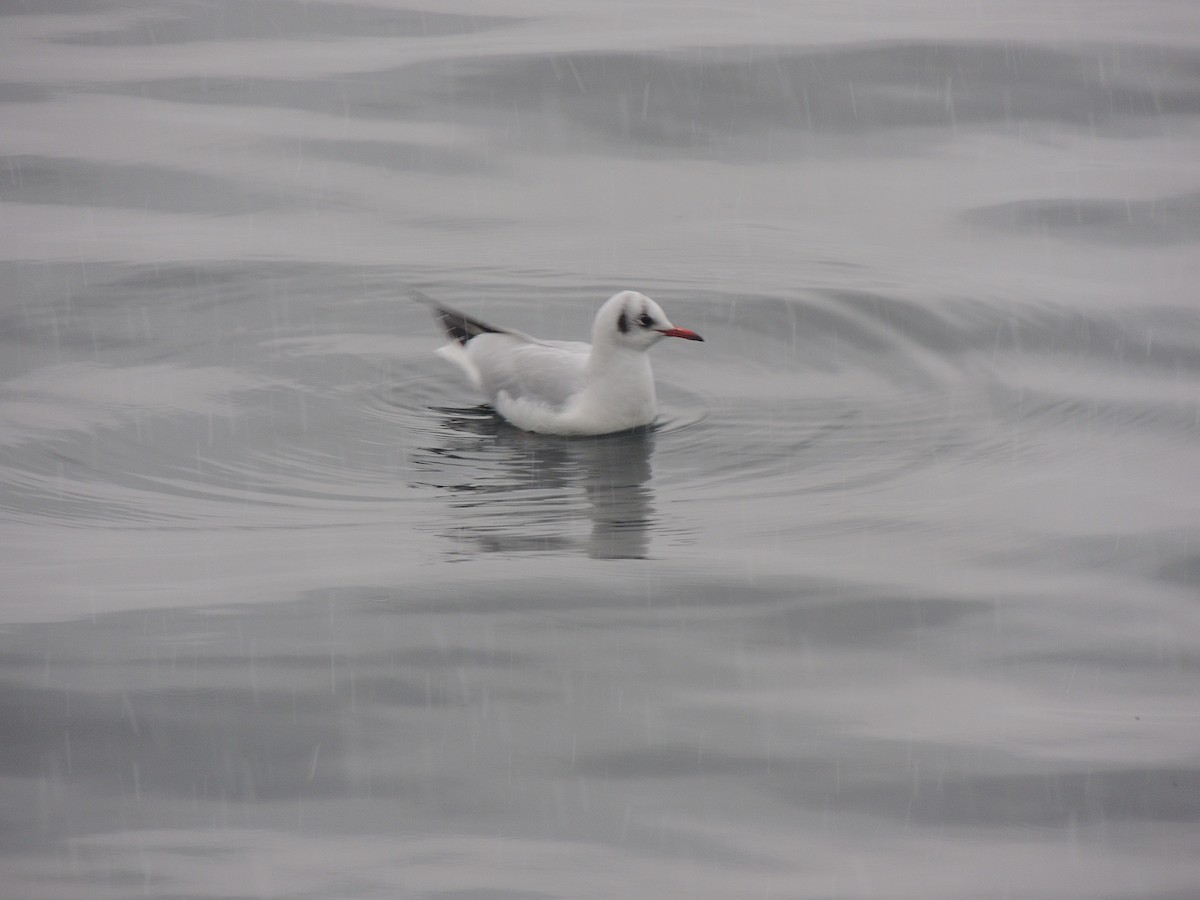 Black-headed Gull - ML291745841