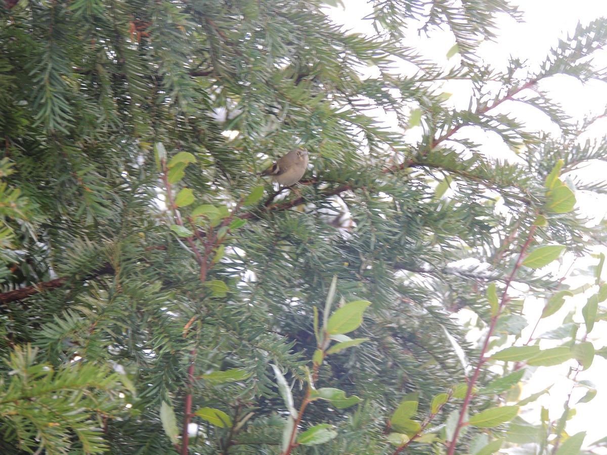 Goldcrest - ML291745971