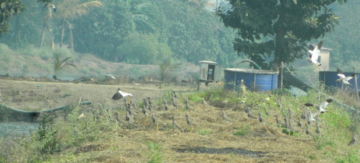 Gray-headed Lapwing - ML291747261