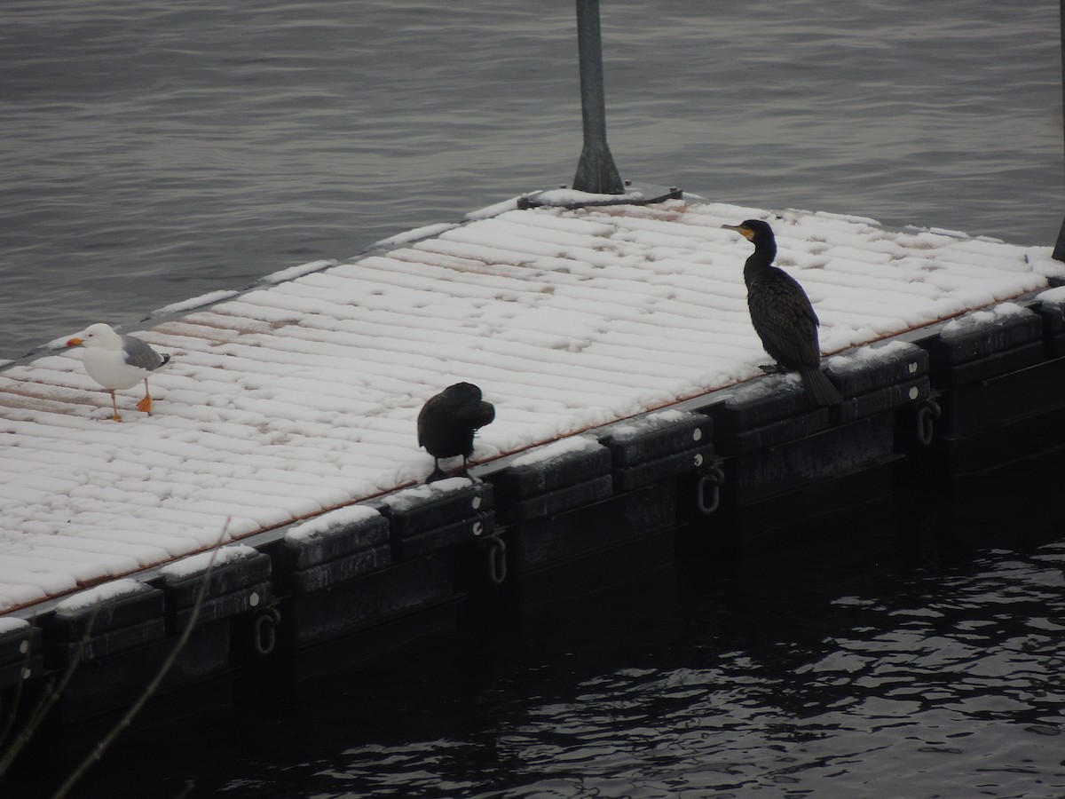 Great Cormorant - ML291747421