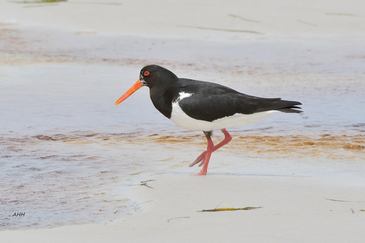 Pied Oystercatcher - A H H .