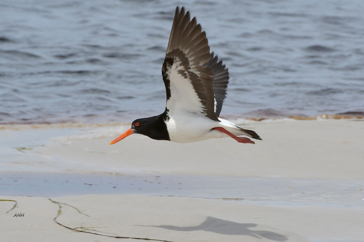 Pied Oystercatcher - ML291747651