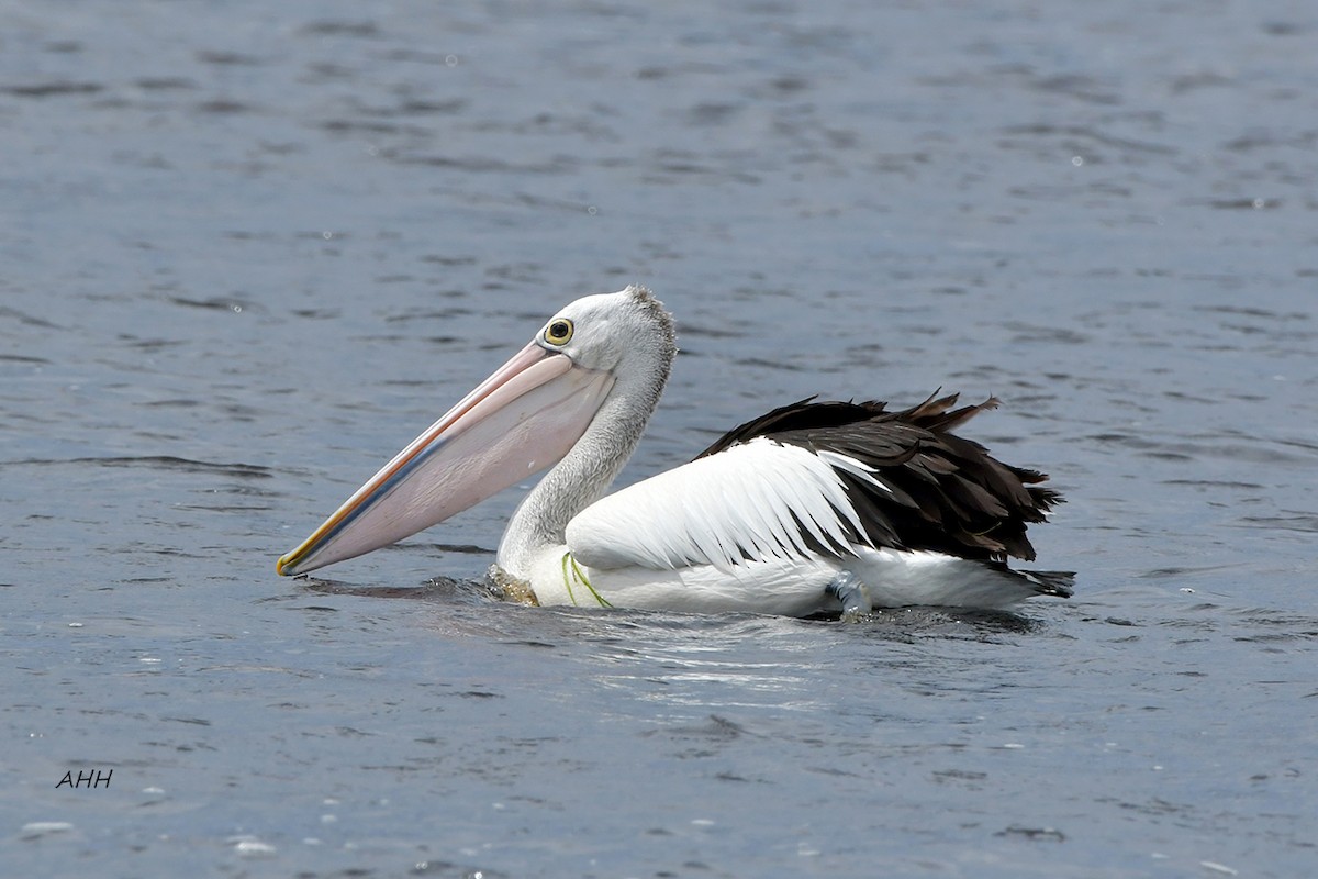 Australian Pelican - ML291747661