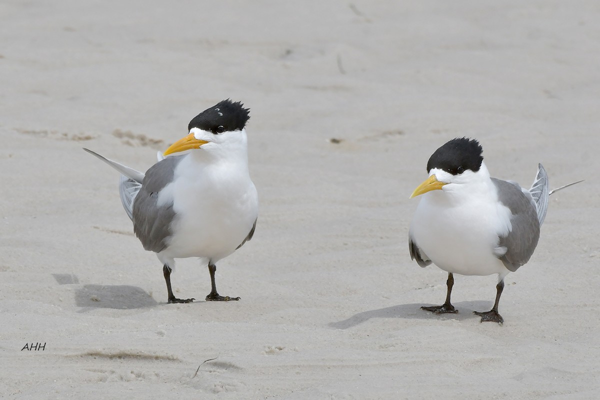 Great Crested Tern - ML291747701