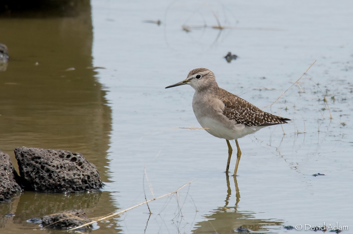 Wood Sandpiper - ML291748751