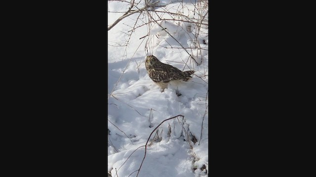 Short-eared Owl - ML291749221