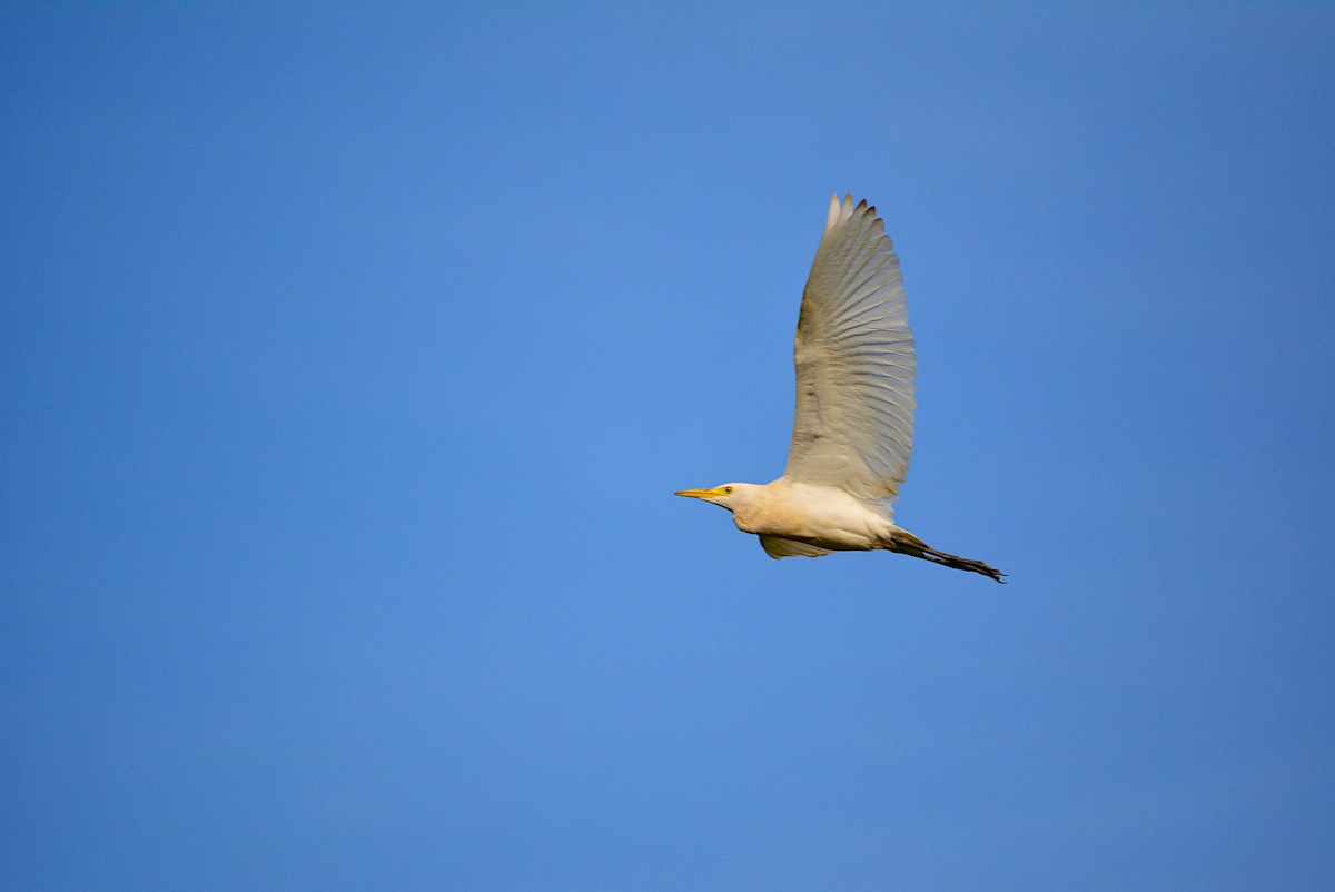 Western Cattle Egret - ML291749331