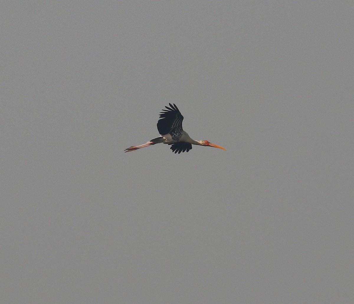 Painted Stork - ML291753091