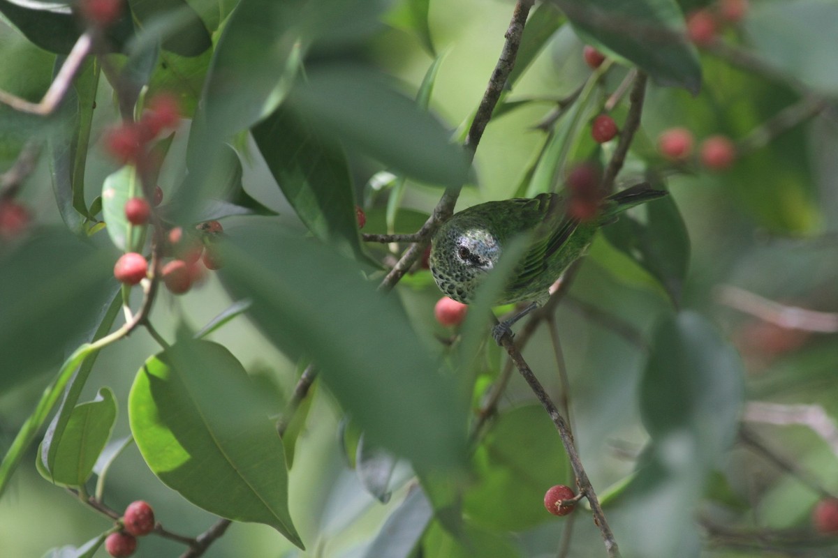 Spotted Tanager - ML291753621