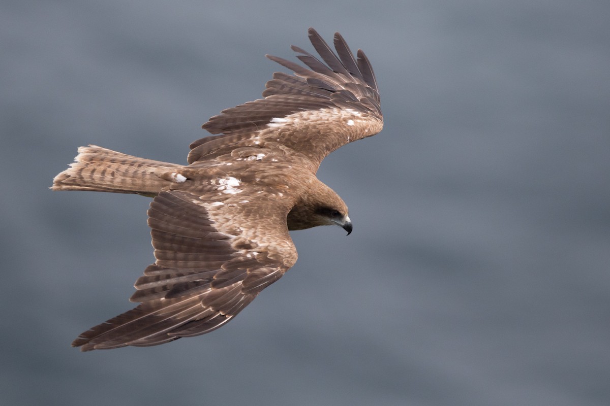 Black Kite (Black-eared) - ML291754641