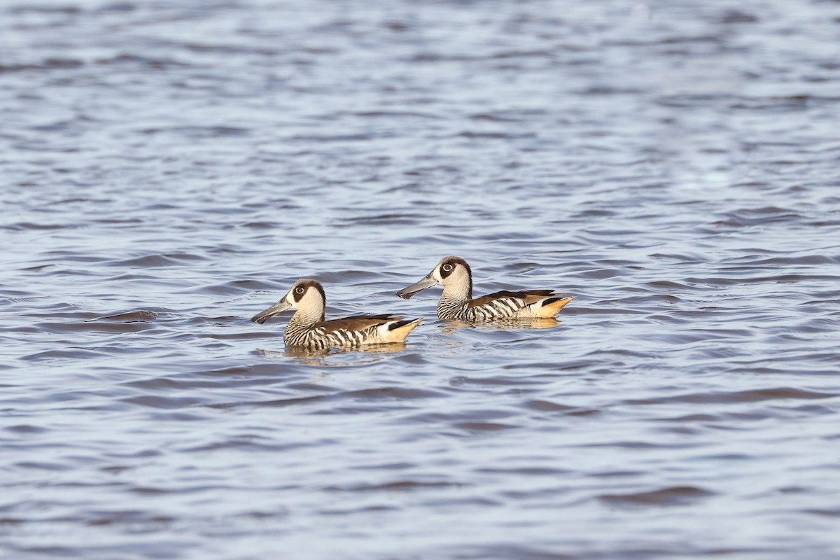 Pink-eared Duck - ML291755231