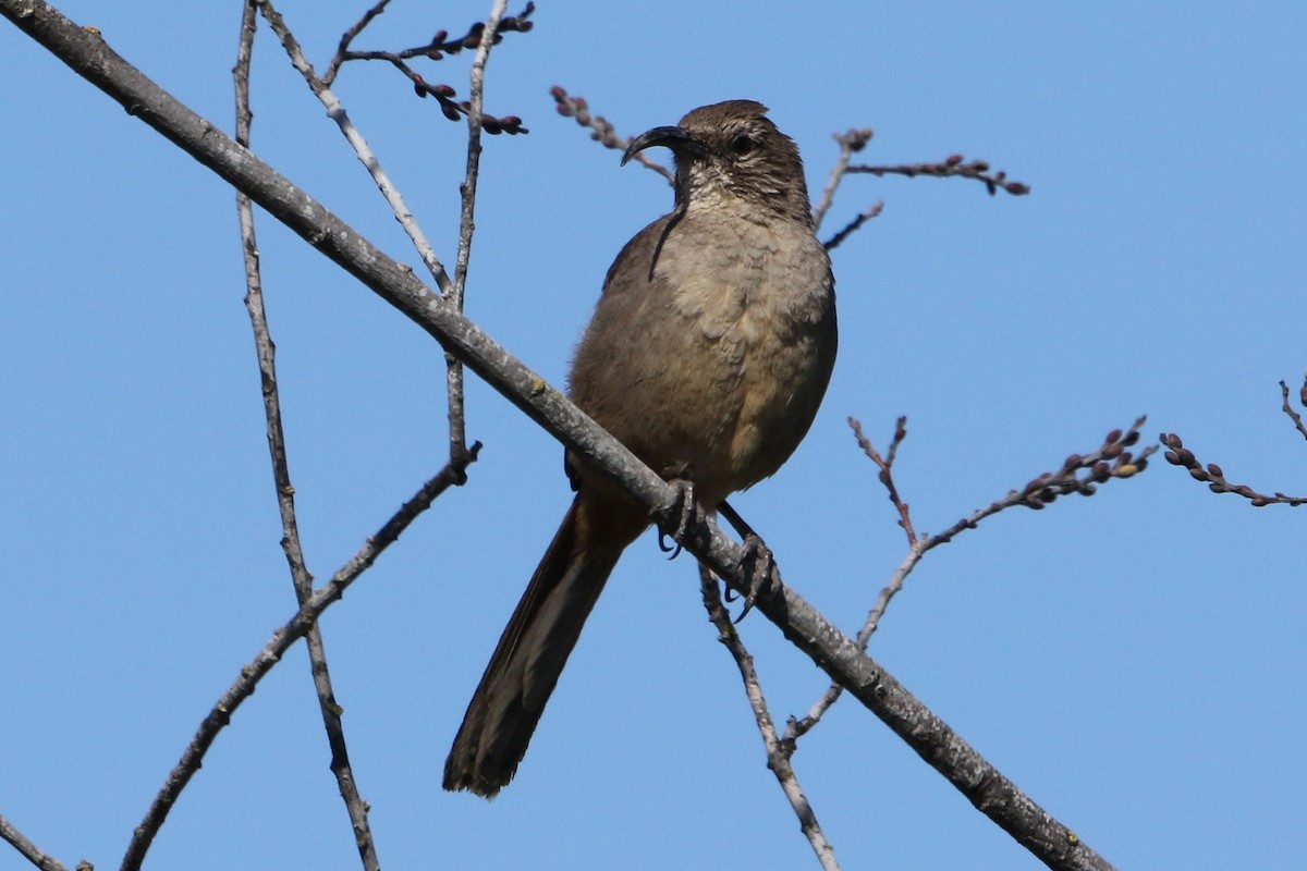 California Thrasher - ML29175651