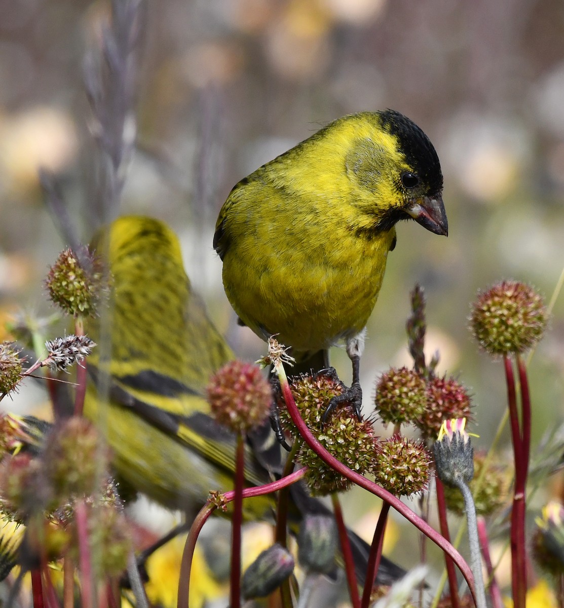 Black-chinned Siskin - Ricardo  Matus