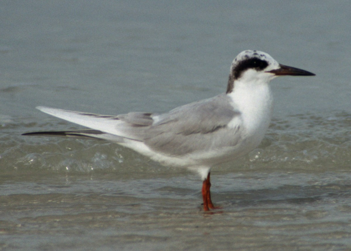 Forster's Tern - ML291759431