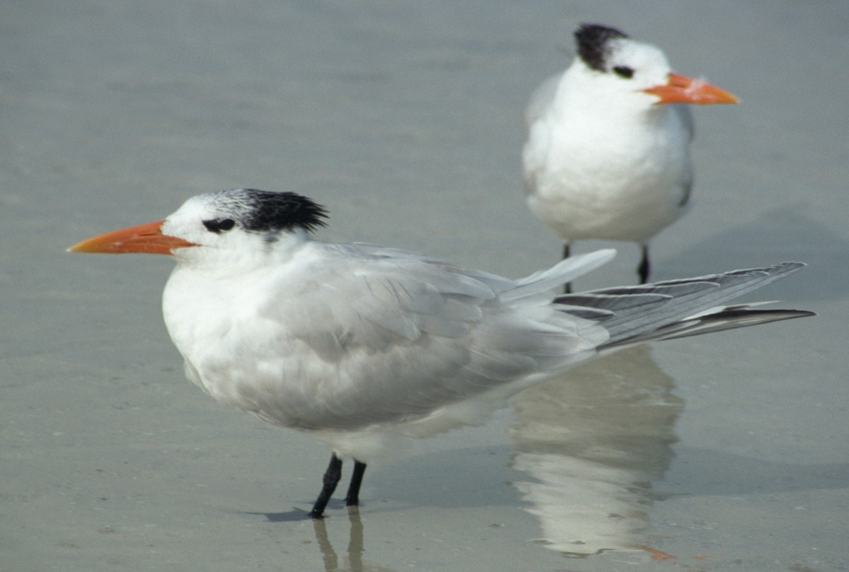 Royal Tern - ML291759481