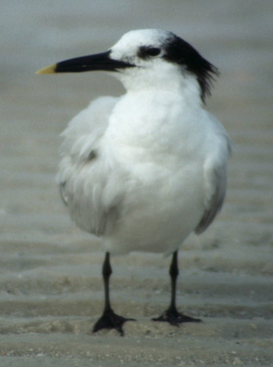 Sandwich Tern - ML291759531