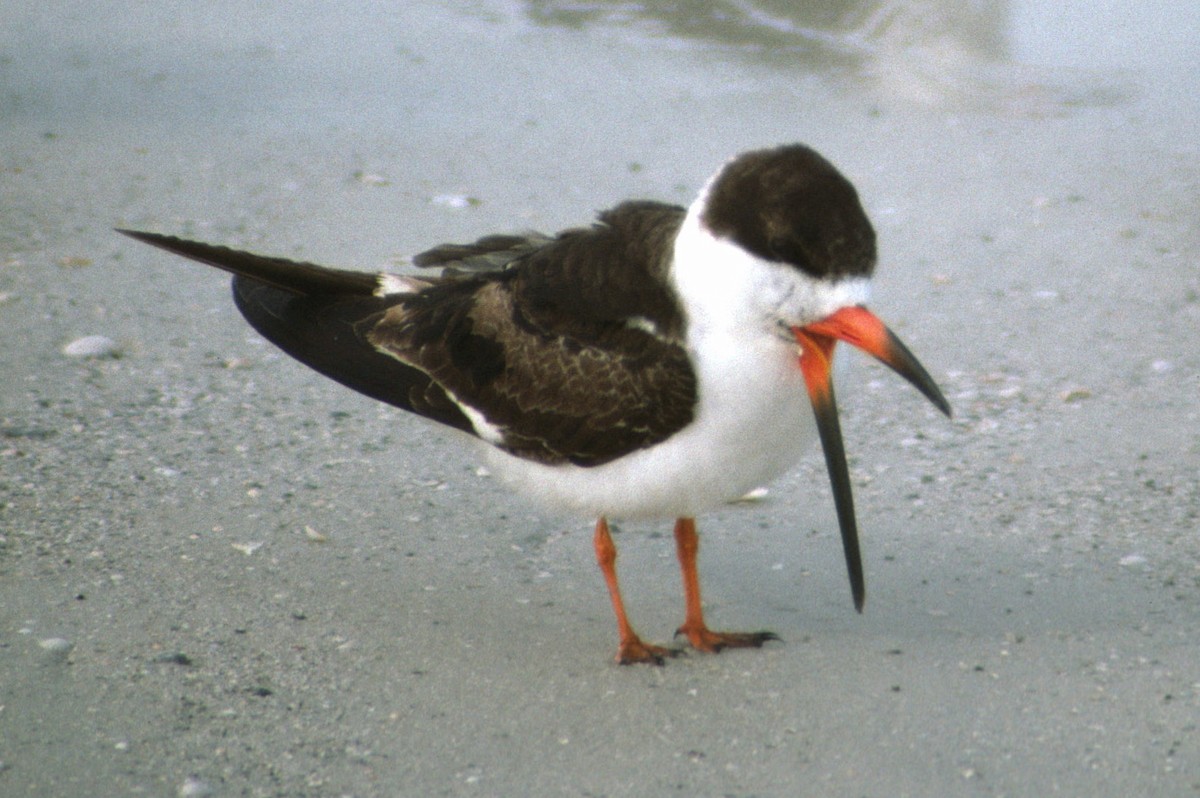 Black Skimmer - ML291759541