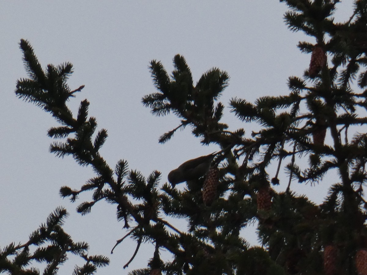 Red Crossbill - ML291761491