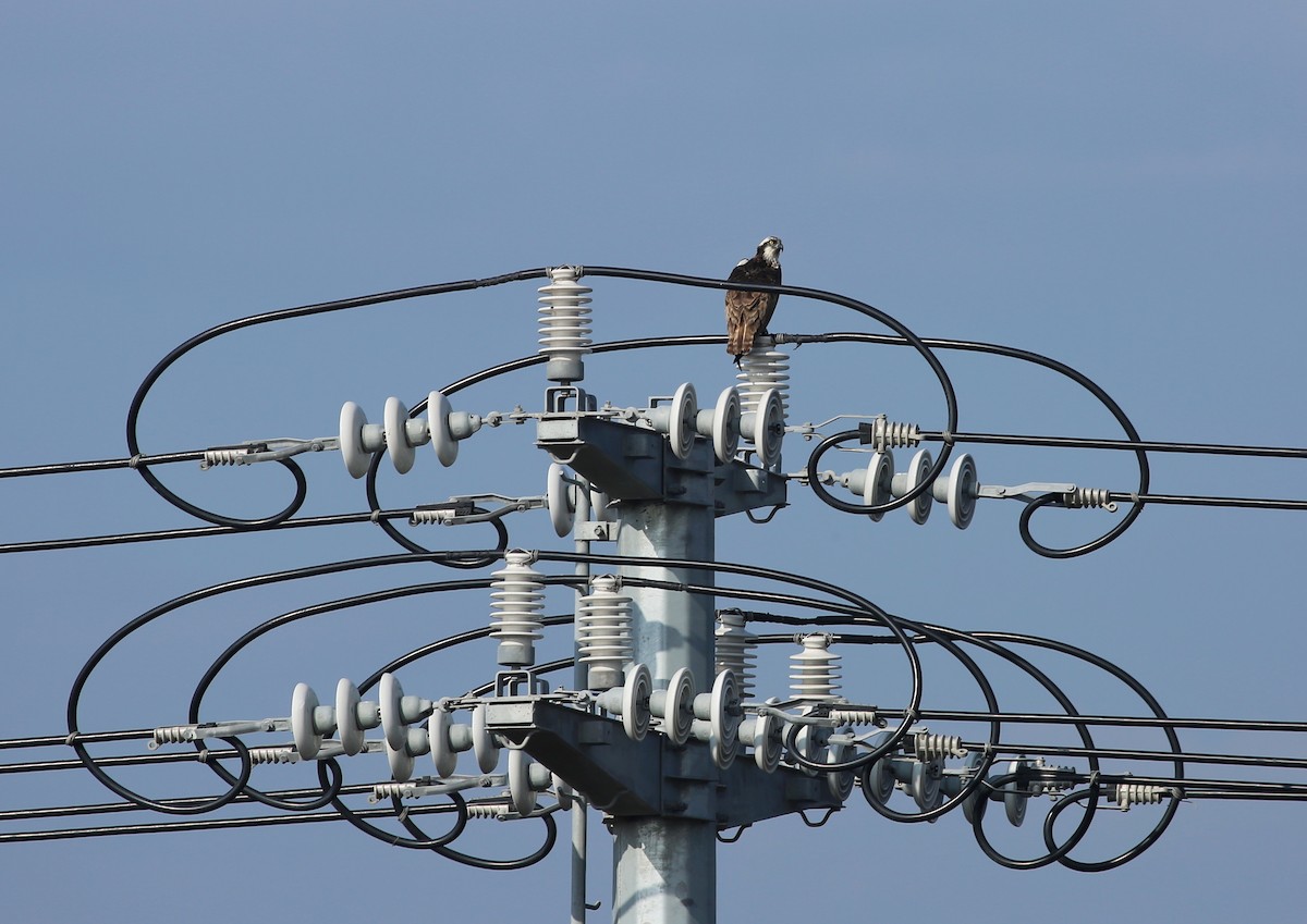 Osprey (haliaetus) - ML291761651