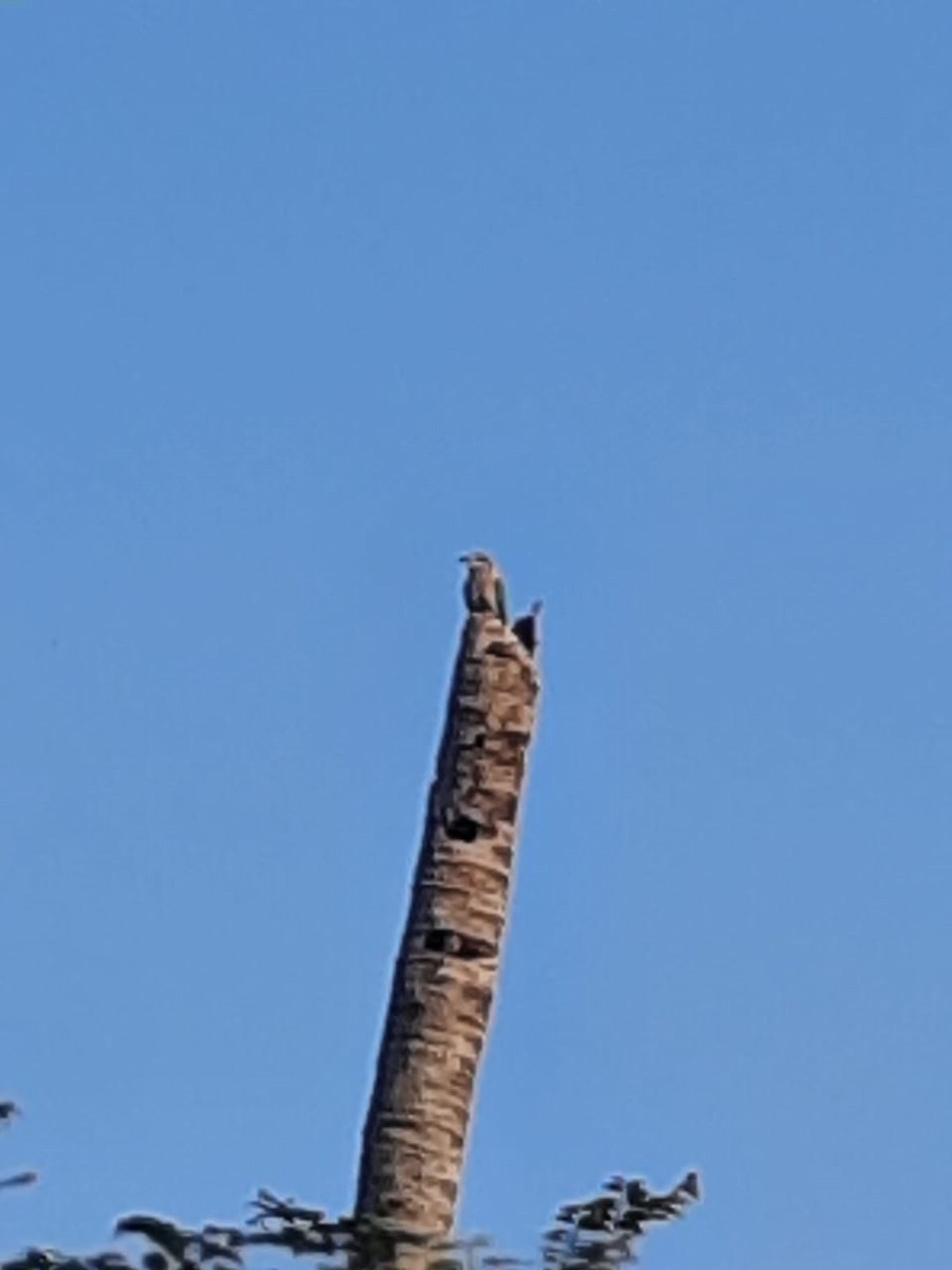 Common Kingfisher - ML291761761