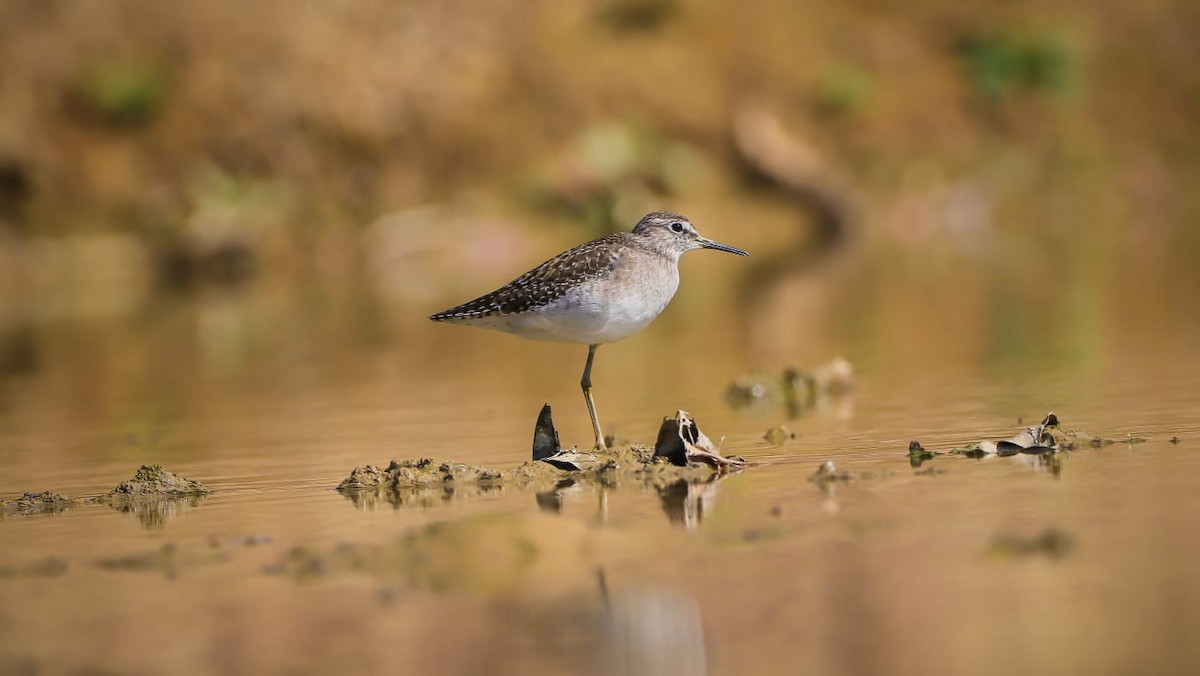 Wood Sandpiper - Ho Lam Shek