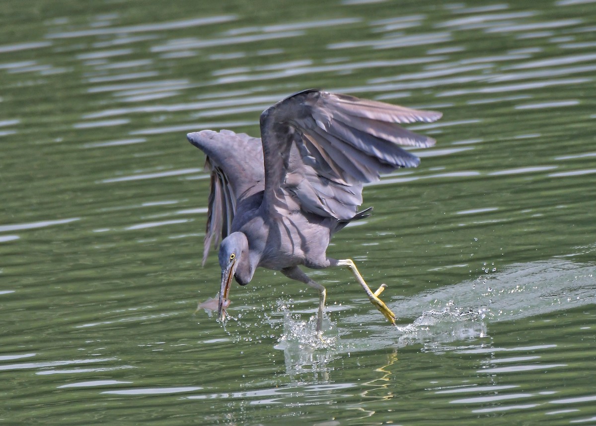 Чепура тихоокеанська - ML291762531